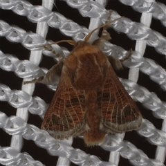 Doratifera vulnerans (Mottled Cup Moth) at Morton Plains, VIC - 27 Jan 2015 by WendyEM