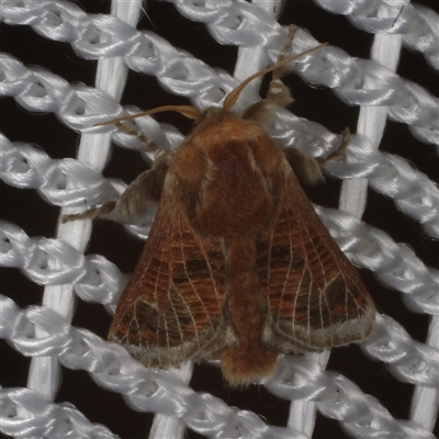 Doratifera vulnerans (Mottled Cup Moth) at Morton Plains, VIC - 27 Jan 2015 by WendyEM