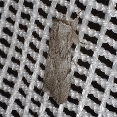Destolmia lineata (Streaked Notodontid Moth) at Morton Plains, VIC - 27 Jan 2015 by WendyEM