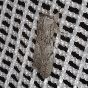 Destolmia lineata (Streaked Notodontid Moth) at Morton Plains, VIC - 27 Jan 2015 by WendyEM