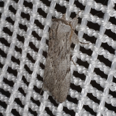 Destolmia lineata (Streaked Notodontid Moth) at Morton Plains, VIC - 27 Jan 2015 by WendyEM