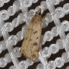 Achyra nigrirenalis (A Crambid moth (Pyraustinae) at Morton Plains, VIC - 27 Jan 2015 by WendyEM