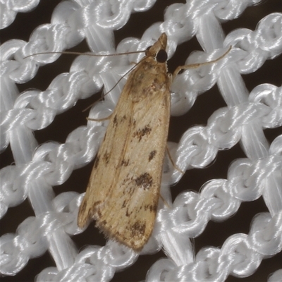 Achyra nigrirenalis (A Crambid moth (Pyraustinae) at Morton Plains, VIC - 27 Jan 2015 by WendyEM
