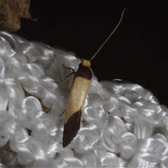 Edosa (genus) (A Tineid moth (Perissomasticinae) at Morton Plains, VIC - 27 Jan 2015 by WendyEM