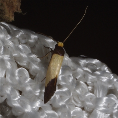 Edosa (genus) (A Tineid moth (Perissomasticinae) at Morton Plains, VIC - 27 Jan 2015 by WendyEM