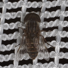 Dasybasis sp. (genus) (A march fly) at Morton Plains, VIC - 27 Jan 2015 by WendyEM