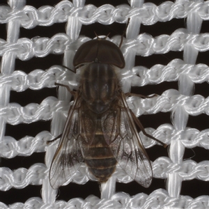 Dasybasis sp. (genus) (A march fly) at Morton Plains, VIC - 27 Jan 2015 by WendyEM
