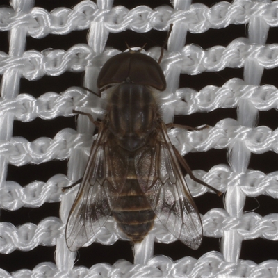 Dasybasis sp. (genus) (A march fly) at Morton Plains, VIC - 27 Jan 2015 by WendyEM