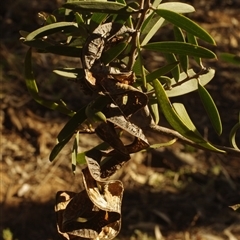 Acacia doratoxylon at Morton Plains, VIC - 26 Jan 2015 by WendyEM
