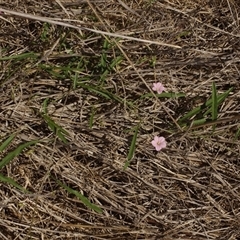 Convolvulus remotus at Morton Plains, VIC - 26 Jan 2015 by WendyEM