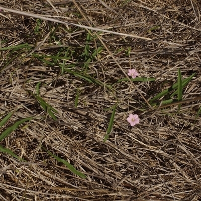 Convolvulus remotus at Morton Plains, VIC - 26 Jan 2015 by WendyEM