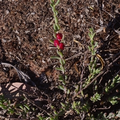 Enchylaena tomentosa at Morton Plains, VIC - 26 Jan 2015 by WendyEM