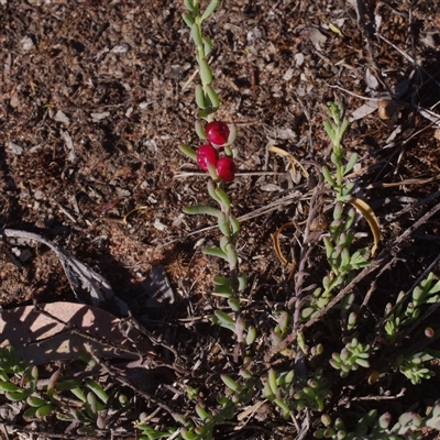 Enchylaena tomentosa at Morton Plains, VIC - 26 Jan 2015 by WendyEM