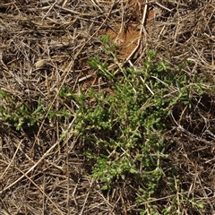 Enchylaena tomentosa at Morton Plains, VIC - 26 Jan 2015 by WendyEM