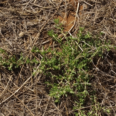 Enchylaena tomentosa at Morton Plains, VIC - 26 Jan 2015 by WendyEM