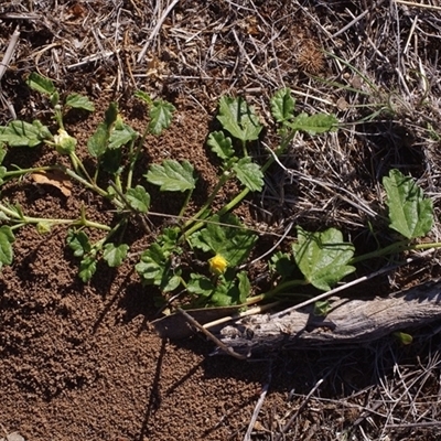 Unverified Other Wildflower or Herb at Morton Plains, VIC - 26 Jan 2015 by WendyEM