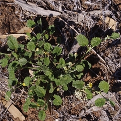 Unverified Other Wildflower or Herb at Morton Plains, VIC - 26 Jan 2015 by WendyEM