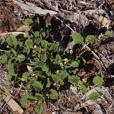 Unverified Other Wildflower or Herb at Morton Plains, VIC - 26 Jan 2015 by WendyEM