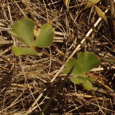 Pellaea calidirupium at Morton Plains, VIC - 26 Jan 2015 by WendyEM