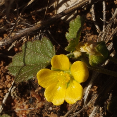 Unverified Other Wildflower or Herb at Morton Plains, VIC - 26 Jan 2015 by WendyEM
