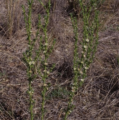 Unverified Other Shrub at Morton Plains, VIC - 26 Jan 2015 by WendyEM