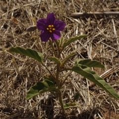 Solanum esuriale at Morton Plains, VIC - 26 Jan 2015 by WendyEM