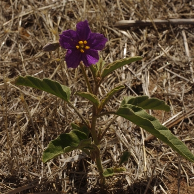 Solanum esuriale at Morton Plains, VIC - 26 Jan 2015 by WendyEM