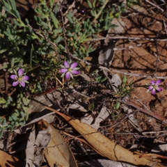 Spergularia rubra at Morton Plains, VIC - 26 Jan 2015 by WendyEM