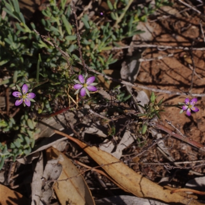 Spergularia rubra at Morton Plains, VIC - 26 Jan 2015 by WendyEM