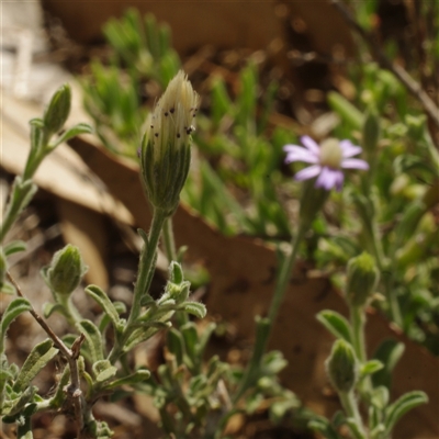 Vittadinia gracilis at Morton Plains, VIC - 26 Jan 2015 by WendyEM