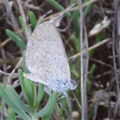 Zizina otis (Common Grass-Blue) at Morton Plains, VIC - 26 Jan 2015 by WendyEM