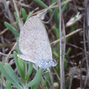 Zizina otis (Common Grass-Blue) at Morton Plains, VIC - 26 Jan 2015 by WendyEM