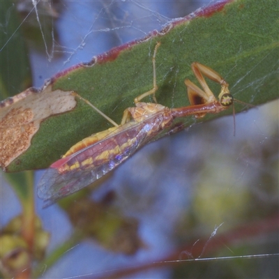 Campion cruciferus (A mantis fly) at Morton Plains, VIC - 26 Jan 2015 by WendyEM