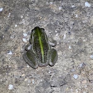 Litoria raniformis at Maude, NSW - 28 Sep 2025 by JamieNariNari