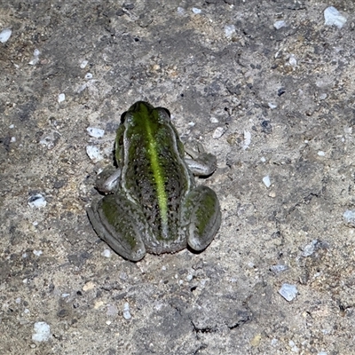 Litoria raniformis (Southern Bell Frog) at  - suppressed by JamieNariNari
