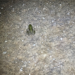 Litoria raniformis at suppressed - suppressed