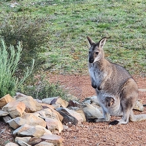 Notamacropus rufogriseus (Red-necked Wallaby) at Gundaroo, NSW - 28 Sep 2025 by Gunyijan
