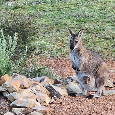 Notamacropus rufogriseus (Red-necked Wallaby) at Gundaroo, NSW - 28 Sep 2025 by Gunyijan