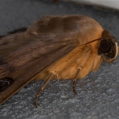 Dasypodia selenophora (Southern old lady moth) at Symonston, ACT - 28 Sep 2025 by rawshorty