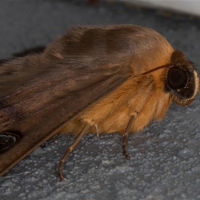 Dasypodia selenophora (Southern old lady moth) at Symonston, ACT - 28 Sep 2025 by rawshorty