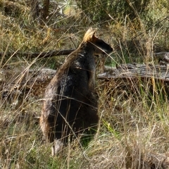 Wallabia bicolor (Swamp Wallaby) at Gundaroo, NSW - 24 Sep 2025 by Gunyijan