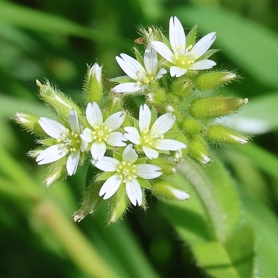Galium murale at Wodonga, VIC - 27 Sep 2025 by KylieWaldon