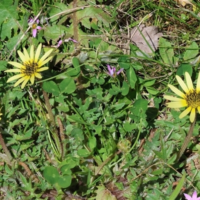 Arctotheca calendula (Capeweed, Cape Dandelion) at Wodonga, VIC - 27 Sep 2025 by KylieWaldon