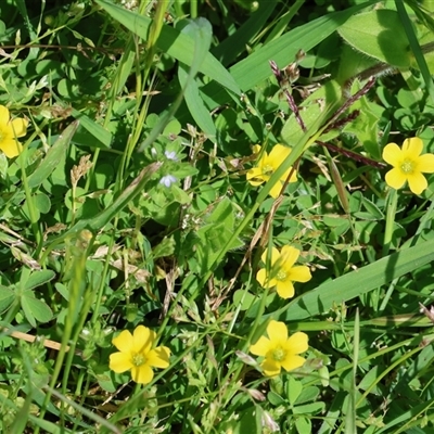 Oxalis (genus) at Wodonga, VIC - 27 Sep 2025 by KylieWaldon