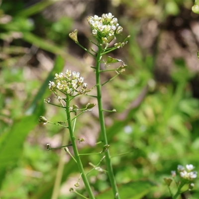 Capsella bursa-pastoris (Shepherd's Purse) at Wodonga, VIC - 27 Sep 2025 by KylieWaldon