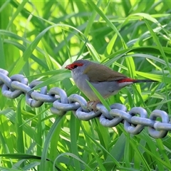 Neochmia temporalis (Red-browed Finch) at Wodonga, VIC - 27 Sep 2025 by KylieWaldon