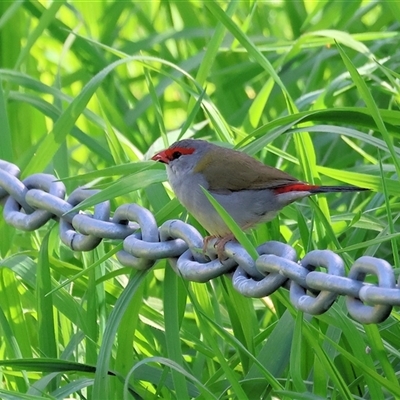Neochmia temporalis (Red-browed Finch) at Wodonga, VIC - 27 Sep 2025 by KylieWaldon