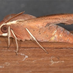 Hippotion scrofa (Coprosma Hawk Moth) at Symonston, ACT - 28 Sep 2025 by rawshorty