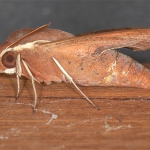 Hippotion scrofa (Coprosma Hawk Moth) at Symonston, ACT - 28 Sep 2025 by rawshorty