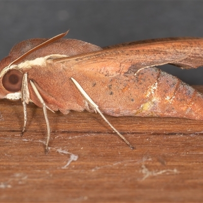 Hippotion scrofa (Coprosma Hawk Moth) at Symonston, ACT - 28 Sep 2025 by rawshorty